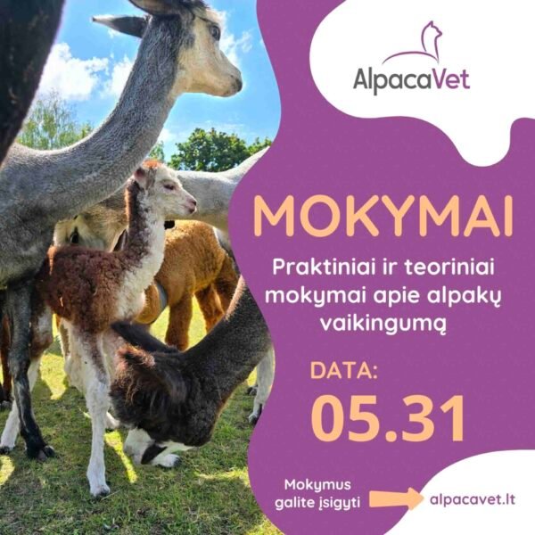 Praktiniai ir teoriniai mokymai apie alpakų vaikingumą