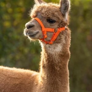 Reguliuojamo dydžio kantaras specialiai pritaikytas alpakoms.